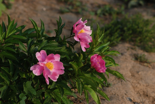 芍药花