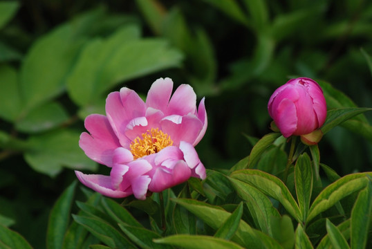 芍药花