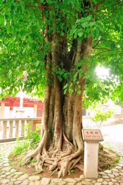泉州开元寺里的菩提树