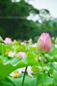 荷花 蜻蜓