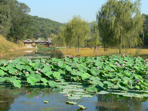 远近泉声