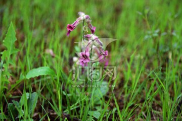 野生草药 地黄