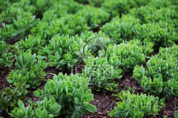 蝎子草 绿色植物 园林