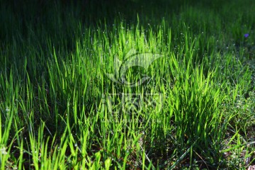 青草 绿草 草丛