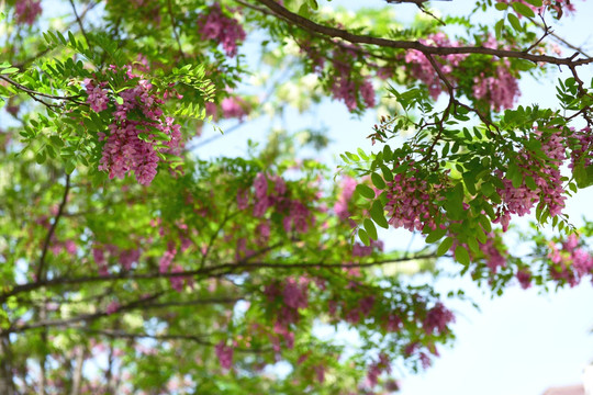 花枝 槐花