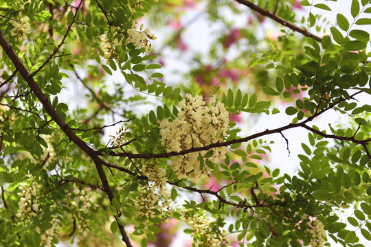 仰拍花 花卉 槐花