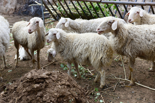 羊 畜牧养殖 家畜