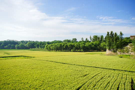 夏日麦田