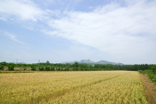 夏日麦田