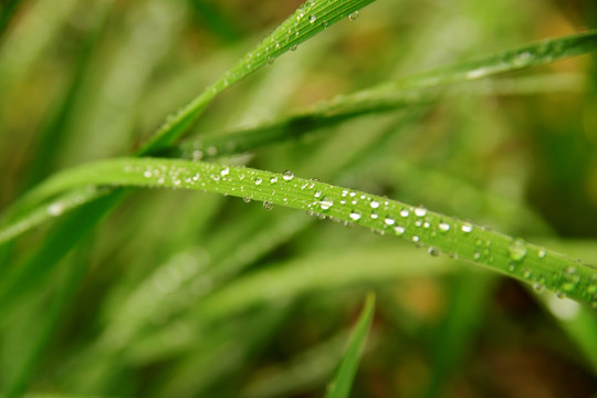 草 水珠 露珠