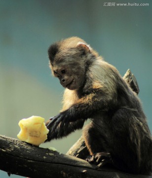 吃苹果的猴子