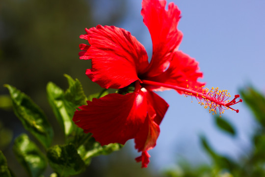 花卉摄影