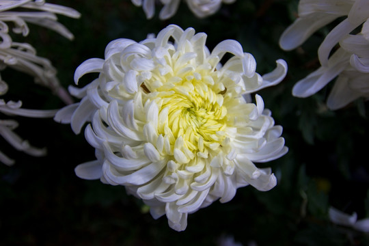 白色菊花