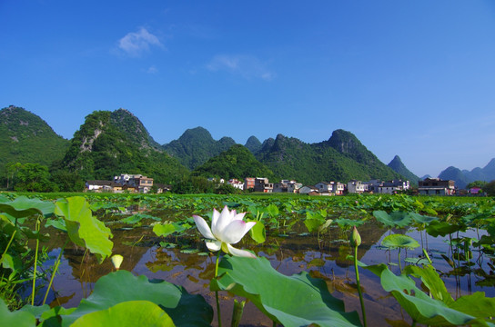 荷塘 乡村 风景画