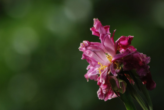 芍药花