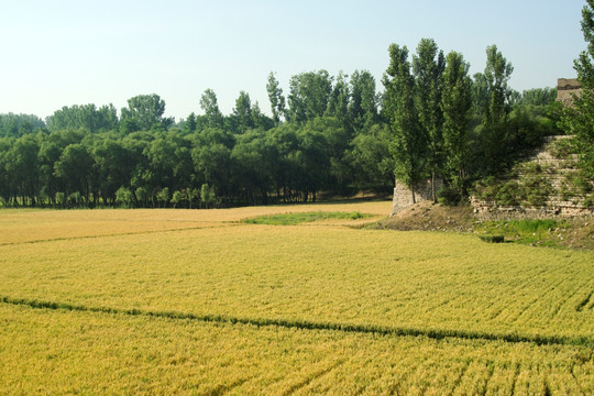 麦田