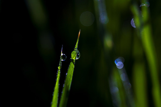 晨露 小草