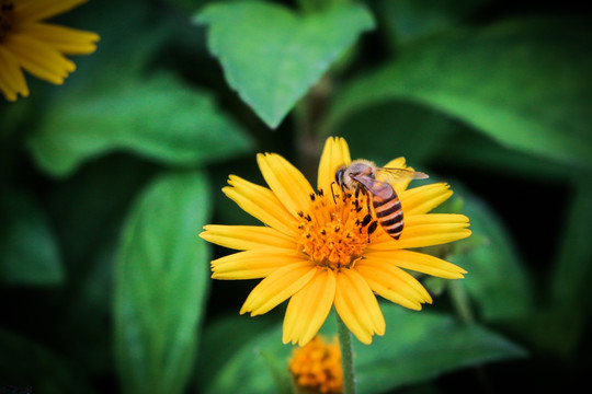 蜜蜂和菊花