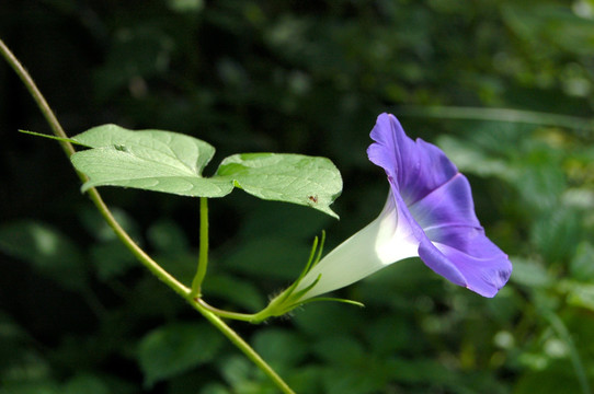 牵牛花