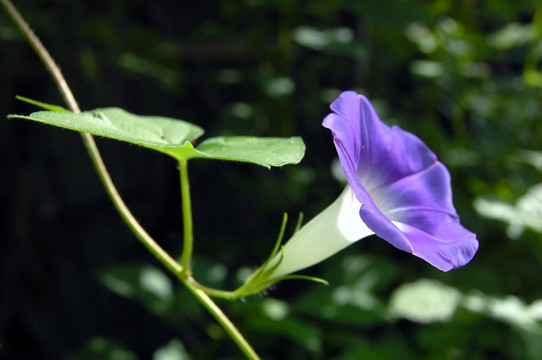 牵牛花