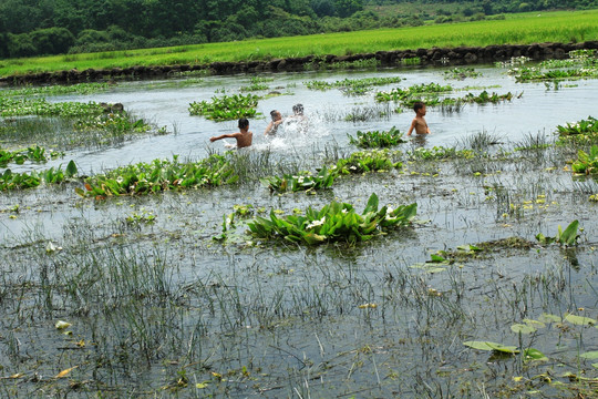 水塘戏水