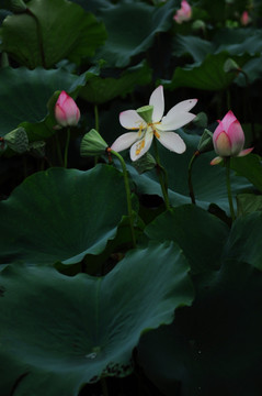 荷花