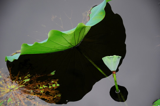 殘荷