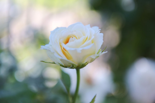 浪漫白色玫瑰 花