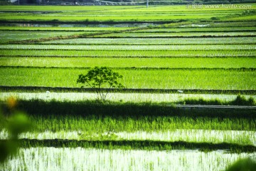 田园风光