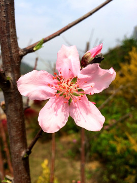 粉色桃花