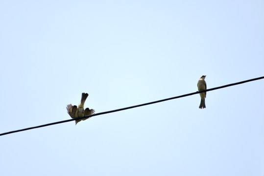 电线上的小鸟