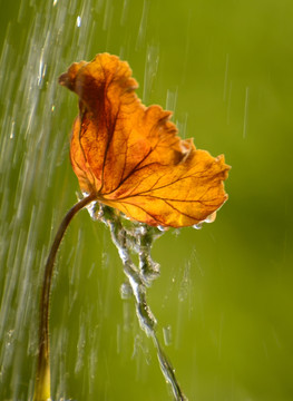 雨中枯叶