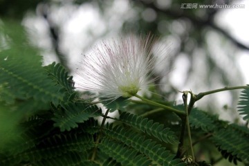 绿色植物