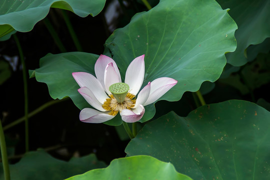 夏季荷花