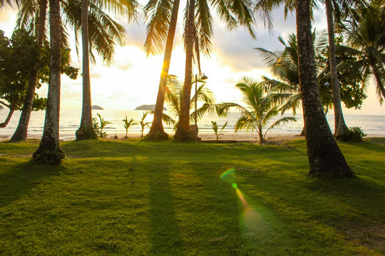 海边草地椰子树和阳光