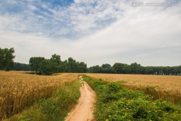 麦田