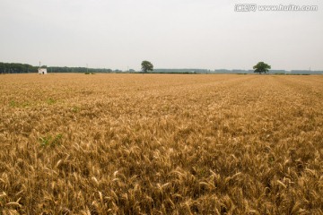 麦田