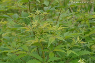 花生地