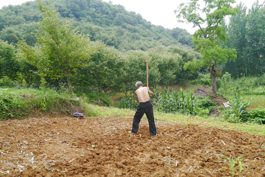 山里 挖地的老人