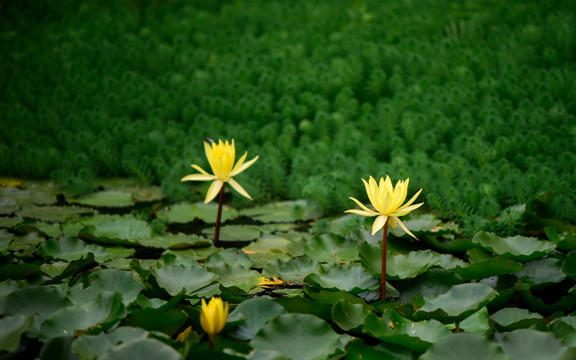 两朵黄色莲花