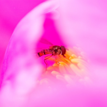 芍药花