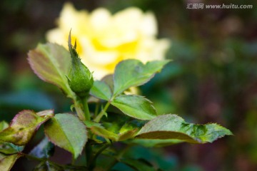 月季花花卉摄影背景素材