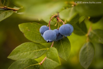 蓝莓树