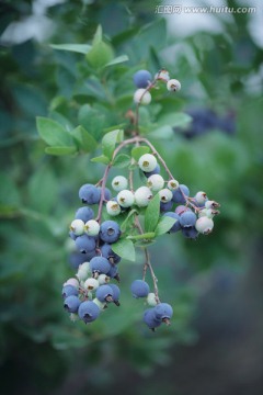 蓝莓园