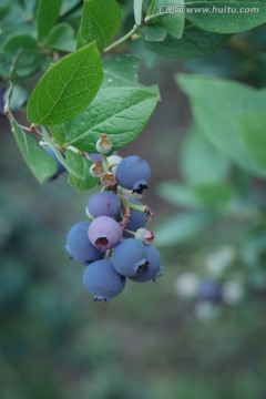 蓝莓果树