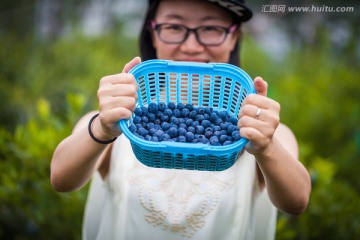 采摘蓝莓果