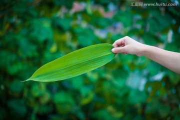 粽叶草