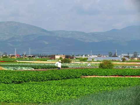 高原蔬菜基地