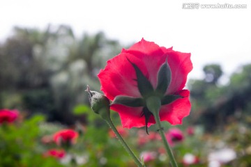 花卉月季花摄影