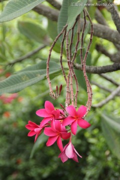 热带花卉